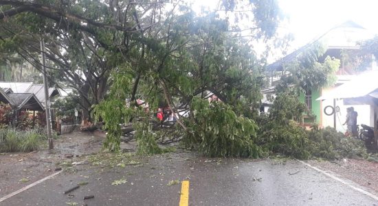 Program Penghijauan Ibukota Ancam Pengguna Jalan