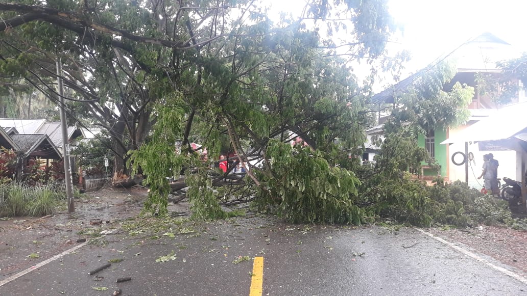 Program Penghijauan Ibukota Ancam Pengguna Jalan