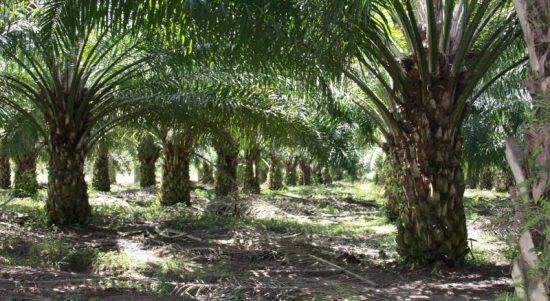 Perusahaan Kelapa Sawit Tetap Ada di Bolmong