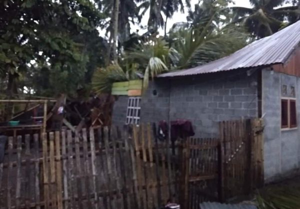 Angin kencang membuat pohon kelapa tumbang dan menimpa rumah warga, Desa Nonapan, Kecamatan Poigar, Kabupaten Bolmong, Selasa 10 Januari 2023, sore hari. (foto. Wahyudy Paputungan/Bolmong.News)