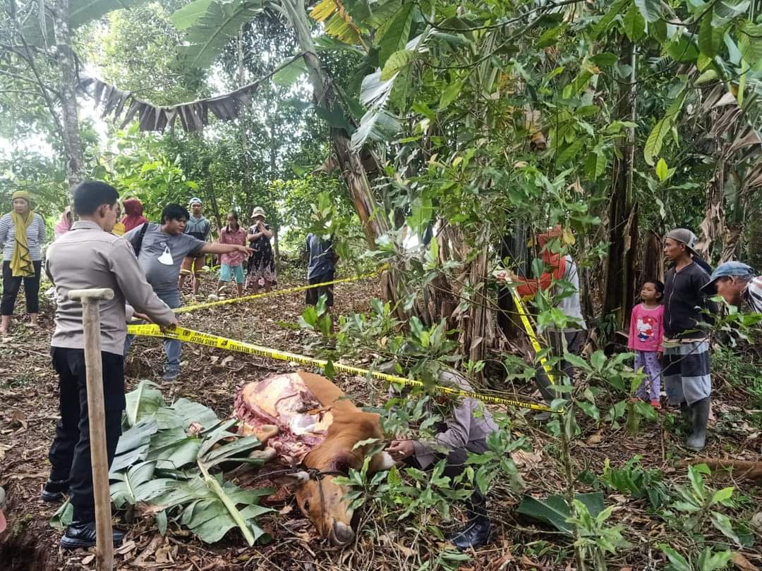 Sapi bali milik Nia Purwandari warga Desa Purworejo Timur, Kecamatan Modayag diduga disembeli oleh pencuri, di perkebunan desa setempat, Jumat (24/2/2023). Foto: Dok/Polsek Modayag.