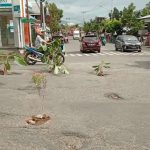 Tampak sejumlah tanaman yang ditanam warga di ruas jalan Kolonel Sugiono di Kelurahan Kotobangon Kecamatan Kotamobagu Timur, Jumat (5/5/2023). Foto: Miranty Manangin/bolmong.news