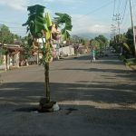 Pohon pisang yang ditanam warga di ruas jalan A.P Mokoginta Kelurahan Upai, Kecamatan Kotamobagu Utara, Selasa (23/5/2023). Foto: Erwin Makalunsenge / bolmong.news.