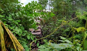 Tempat wisata Hutan Mangrove, Desa Kotabunan Selatan Kecamatan Kotabunan, Kabupaten Bolaang Mongondow Timur rusak terbengkalai. Foto: Gazali Potabuga/bolmong.news