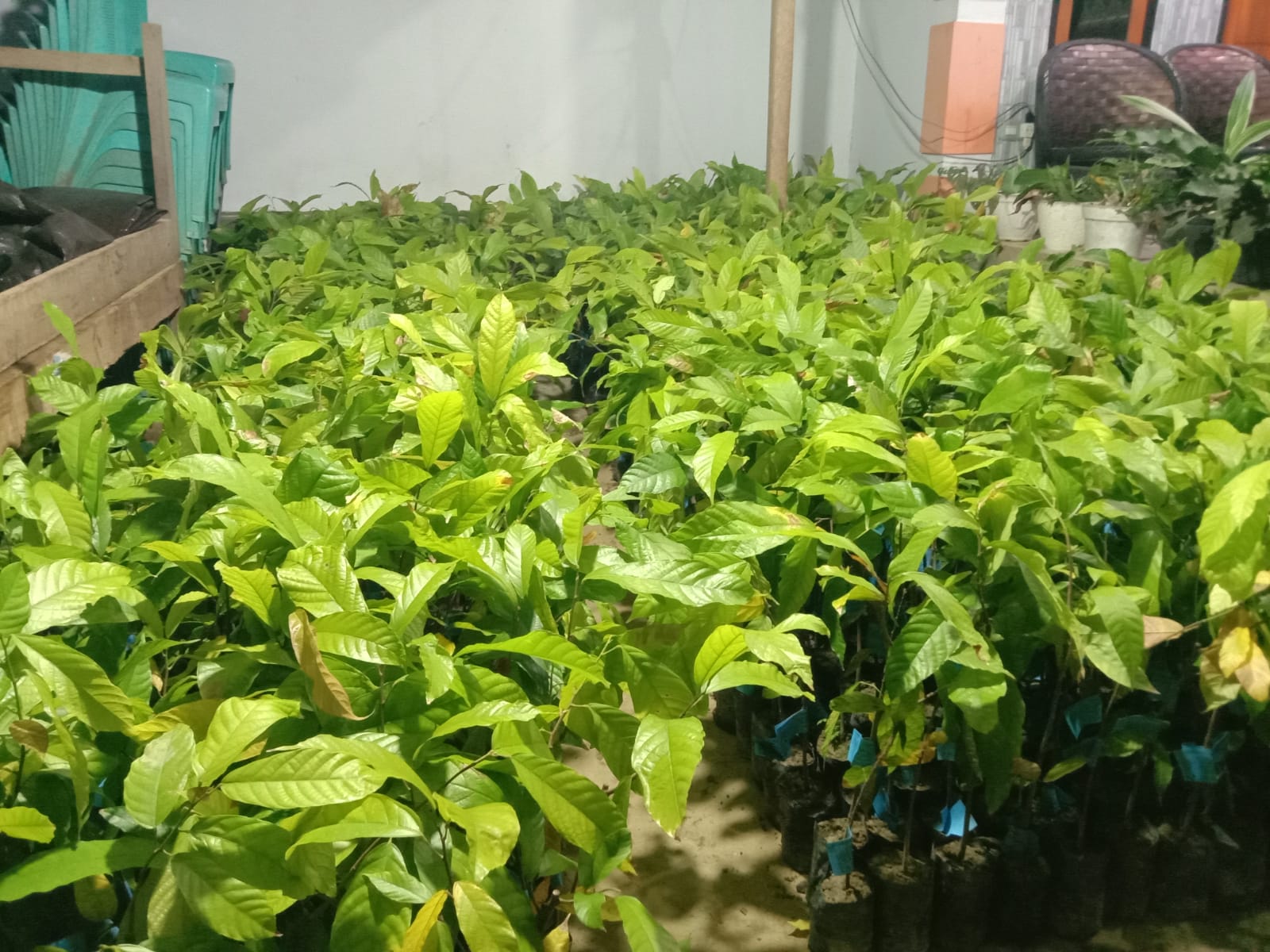 Bibit tanaman coklat okulasi yang akan disalurkan kepada para petani di Desa Dodap Mikasa, Kamis (28/9/2023). Foto: Gazali Potabuga/bolmong.news