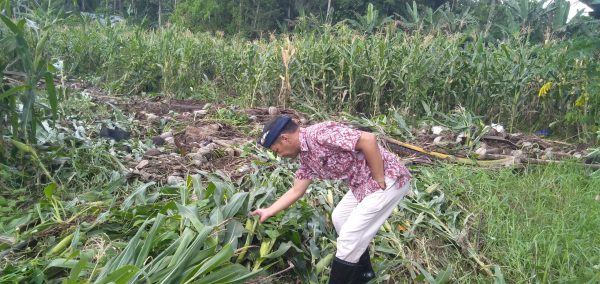 Tampak Pj Bupati Bolmong dr Jusnan Calamento Mokoginta MARS, saat melihat lahan perkebunan warga yang rusak akibat banjir. (Foto.Wahyudi Paputungan/bolmong.news)