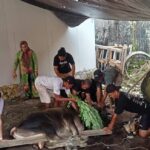 Idul Adha 1446 Hijriah, Aleg Kotamobagu Henny Kaseger Berbagi Berkah. Foto: dok